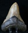 Megalodon Tooth - North Carolina #16314-2
